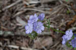 Fuzzy phacelia